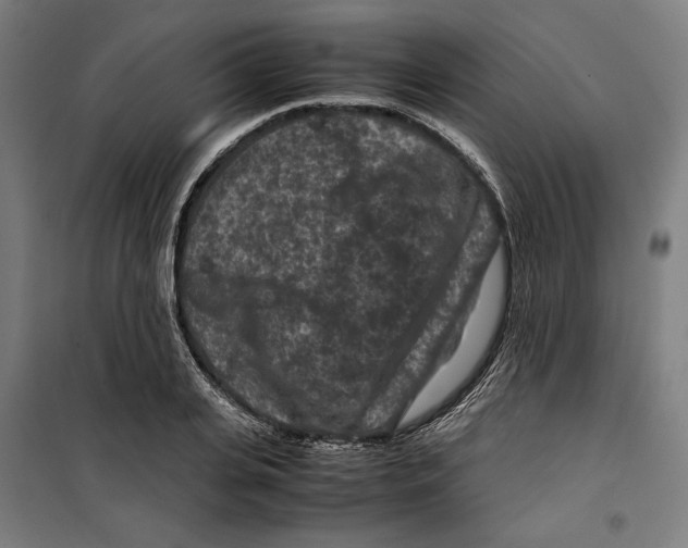 X0000099490935200806121349