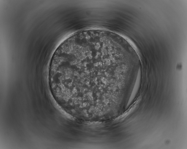 X0000099490957200806121349