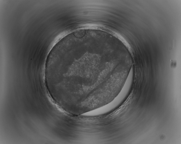 X0000099490994200806121348