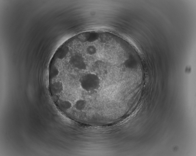 X0000099491079200806121347