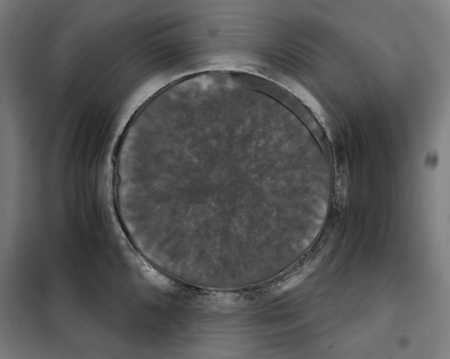 X0000099491096200806121346