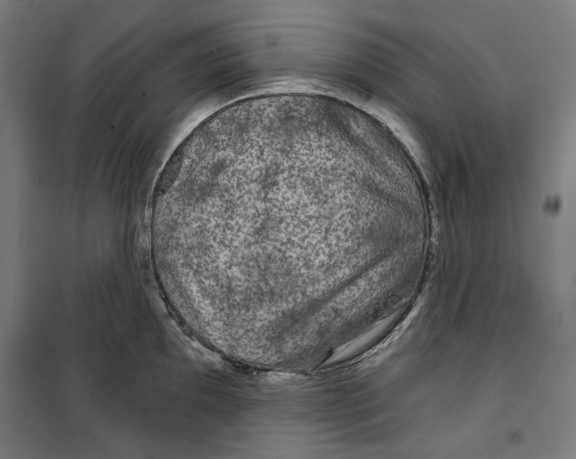 X0000099491097200806121346