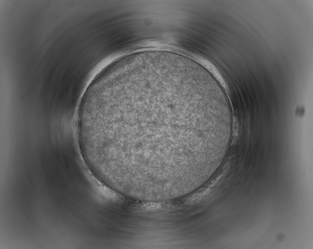 X0000099491098200806121346