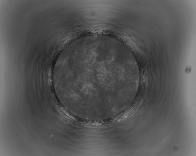 X0000099491106200806121346