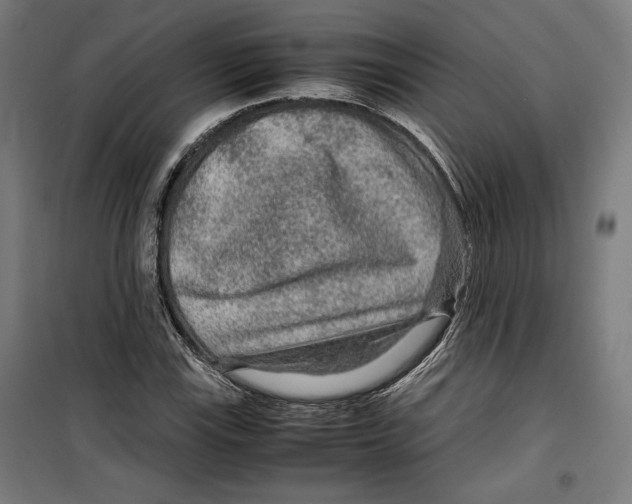 X0000099491115200806121346