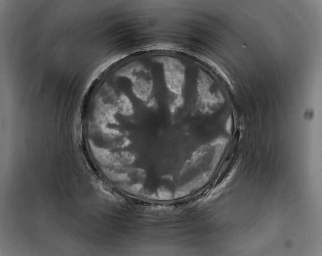 X0000099491117200806121346