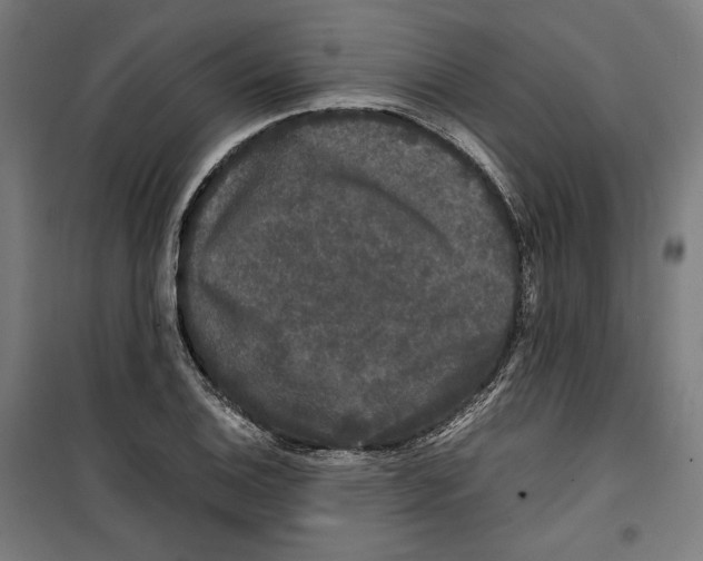 X0000099491124200806121346