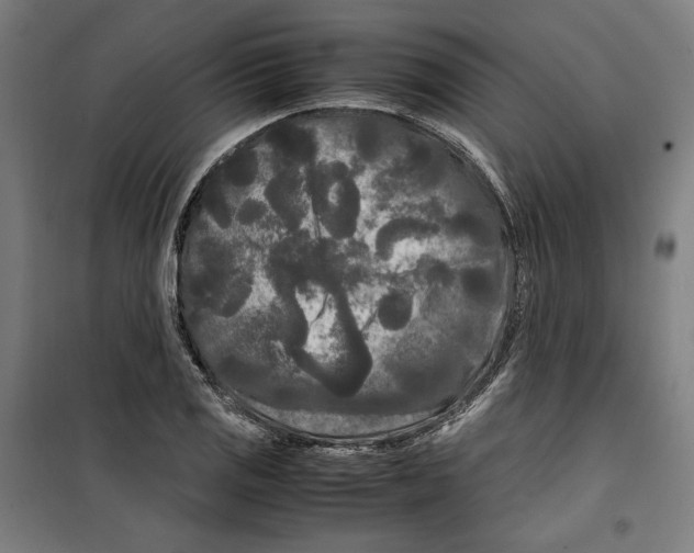 X0000099491125200806121346