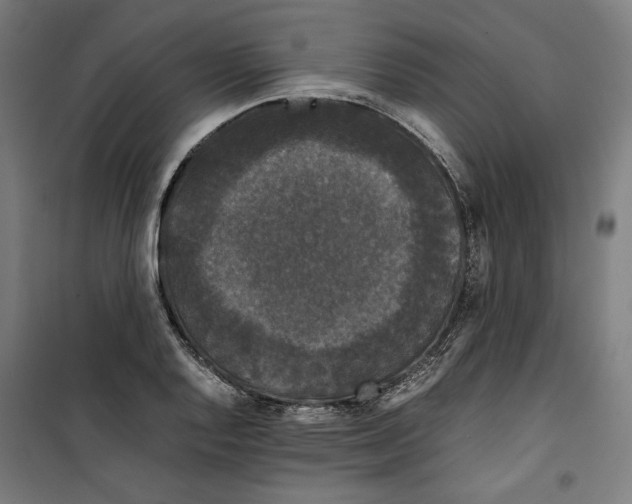 X0000099491128200806121346