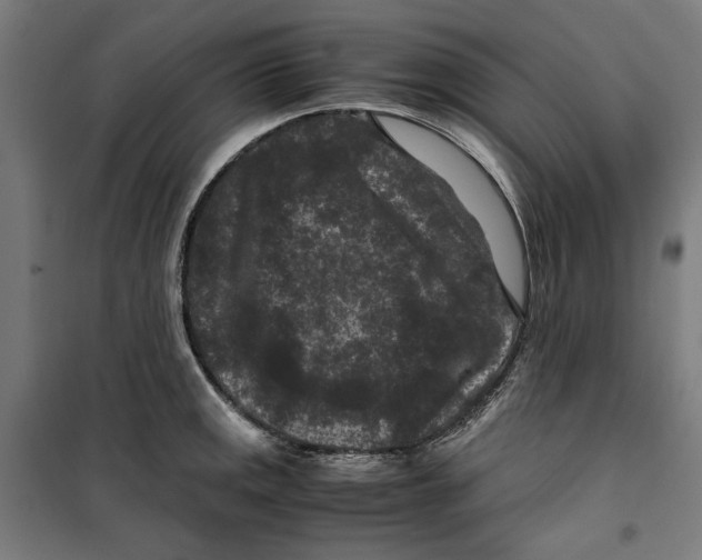 X0000099491141200806121346