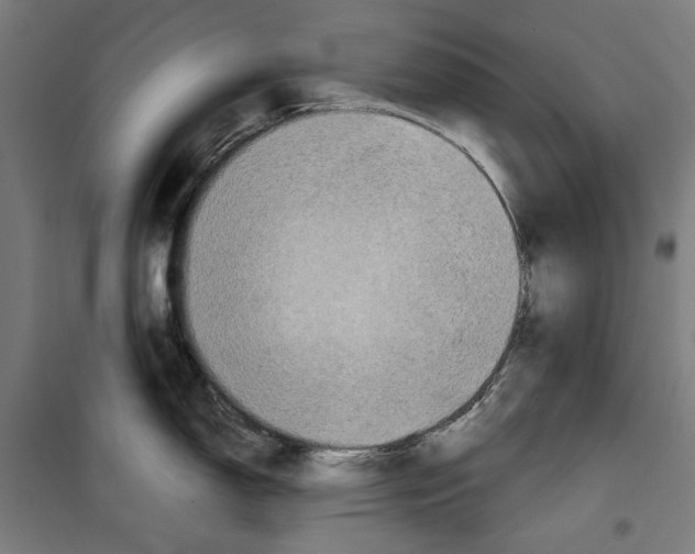 X0000099491150200806121346