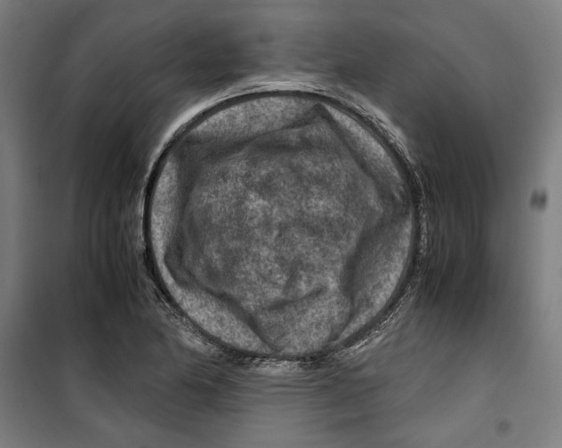 X0000099491174200806121345