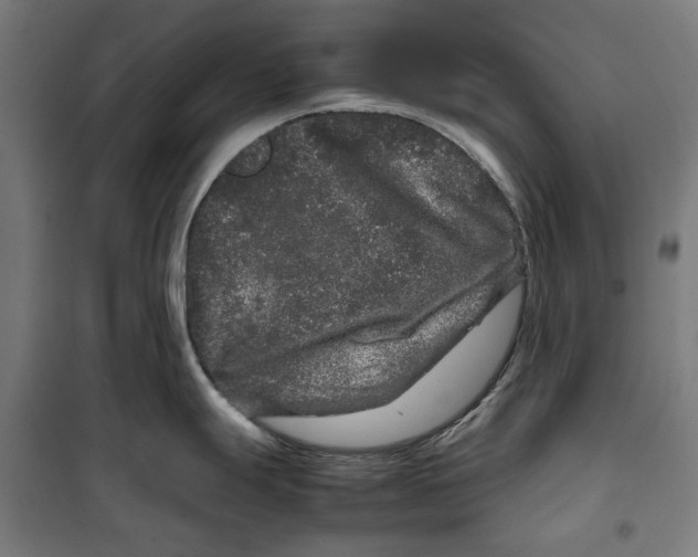 X0000099491247200806121345