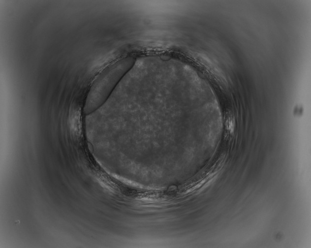 X0000099491252200806121344