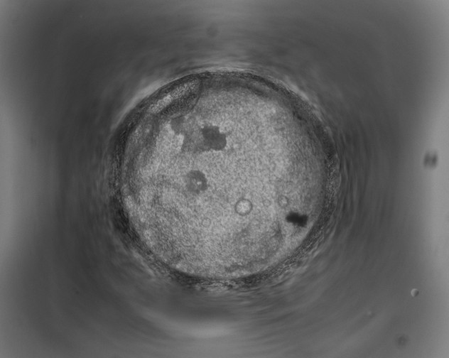 X0000099491255200806121344