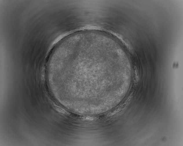 X0000099491266200806121344