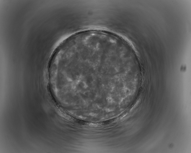 X0000099491271200806121344