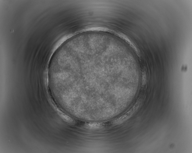 X0000099491274200806121344