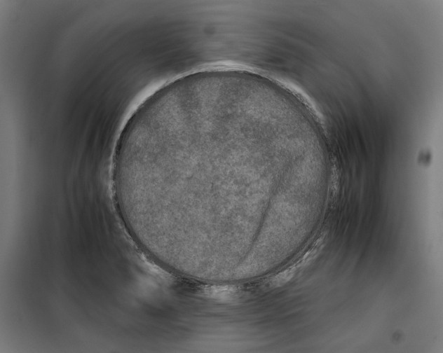 X0000099491278200806121344