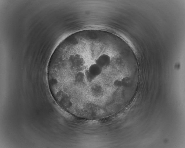 X0000099491283200806121344