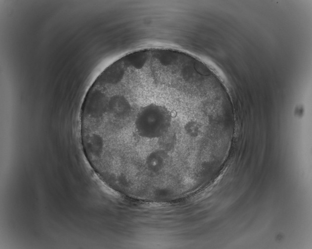 X0000099491287200806121344