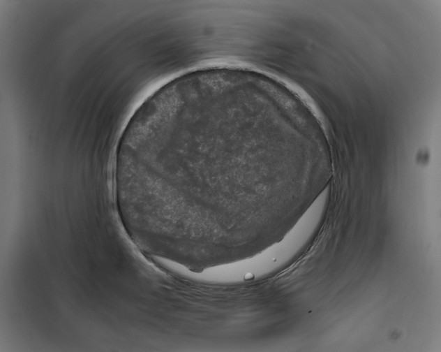 X0000099491295200806121344