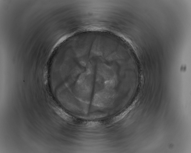 X0000099491306200806121343