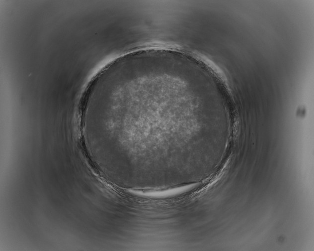 X0000099491310200806121343