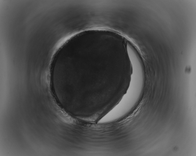 X0000099491319200806121343