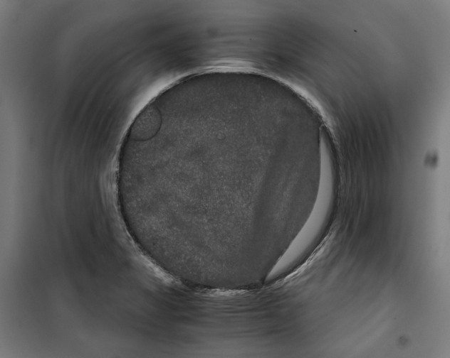 X0000099491325200806121343