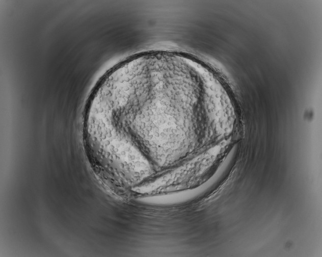 X0000099491326200806121343