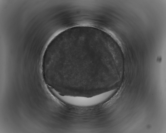 X0000099491331200806121343