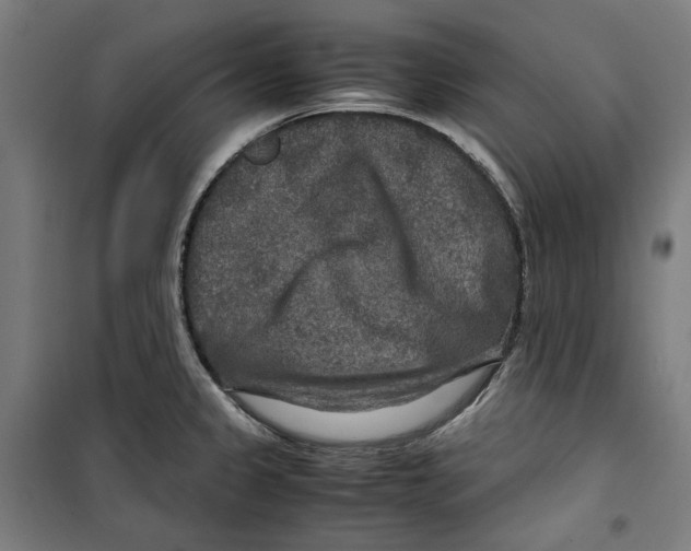 X0000099491333200806121343