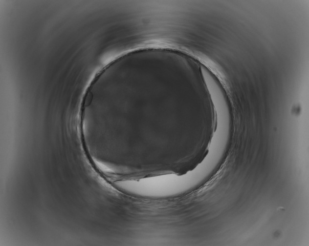 X0000099491334200806121343