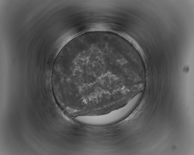 X0000099491337200806121343