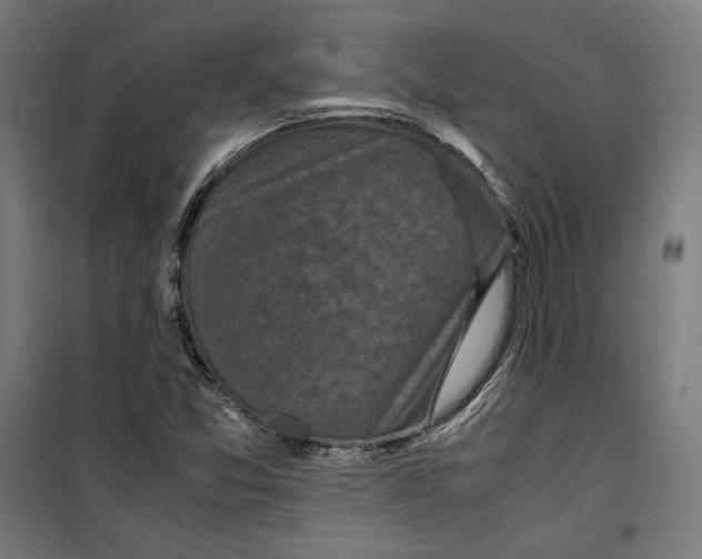 X0000099491357200806121343