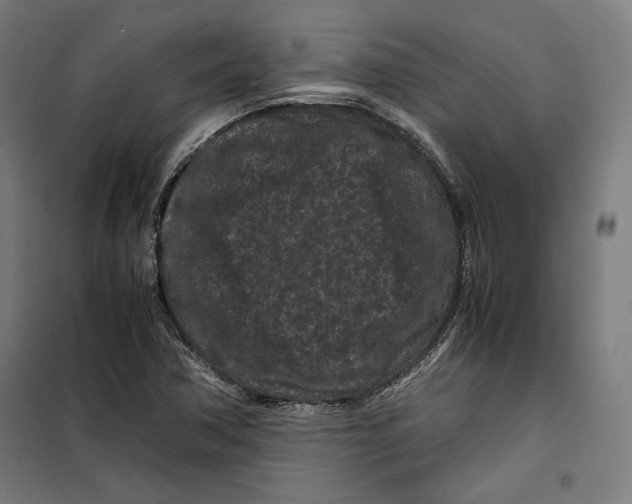 X0000099491362200806121343