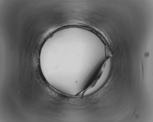 X0000099491363200806121343