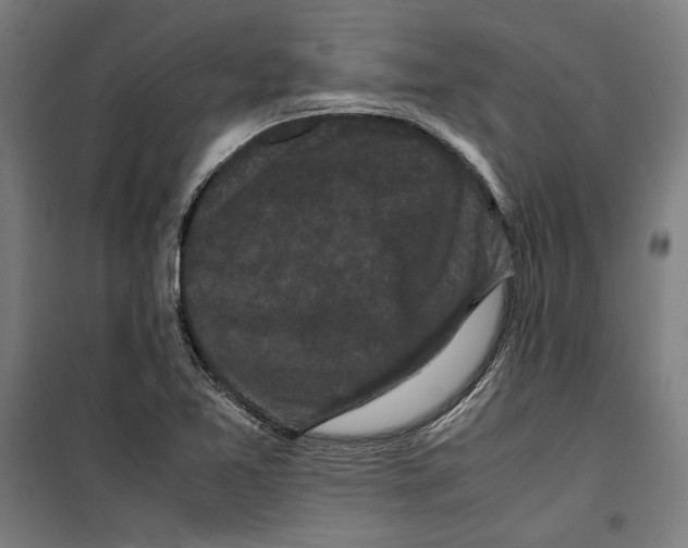 X0000099491365200806121342