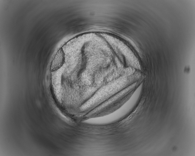 X0000099491371200806121342