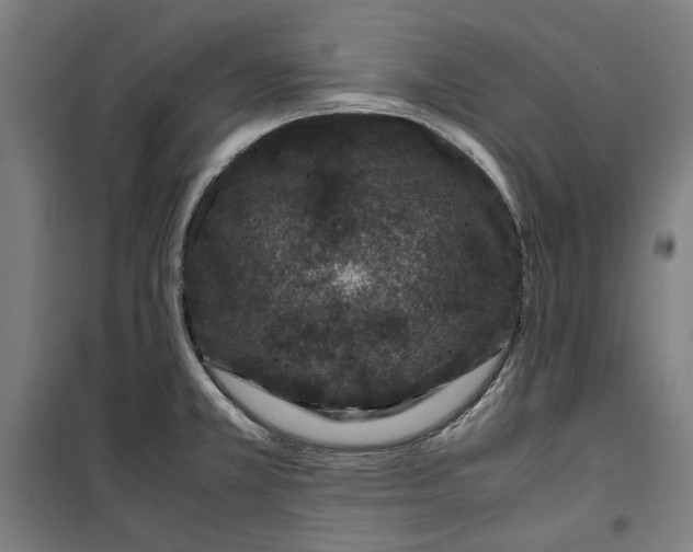 X0000099491381200806121342