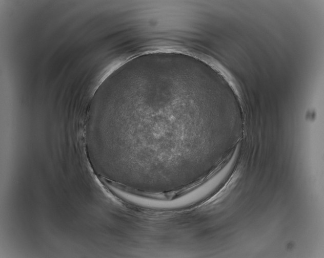 X0000099491385200806121342