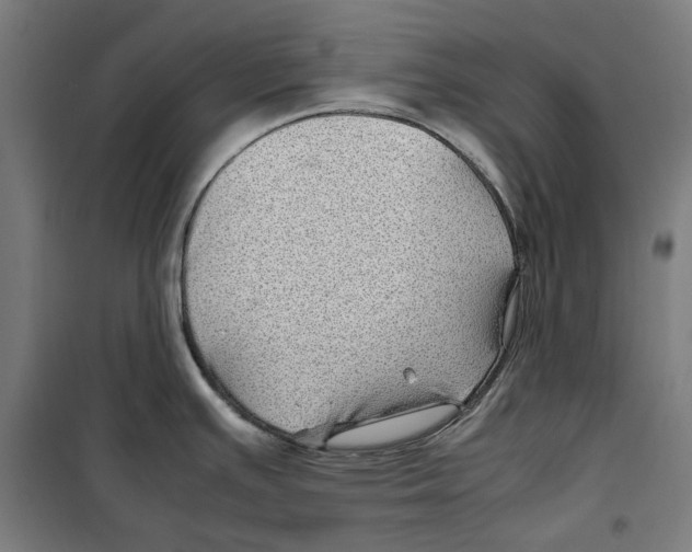 X0000099491391200806121342