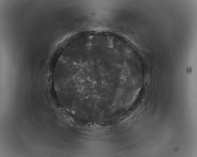 X0000099491398200806121342