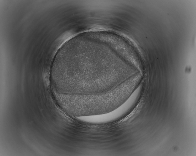 X0000099491409200806121342