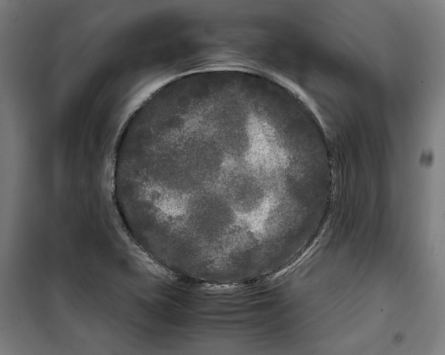 X0000099491415200806121342