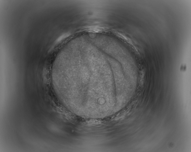 X0000099491446200806121341