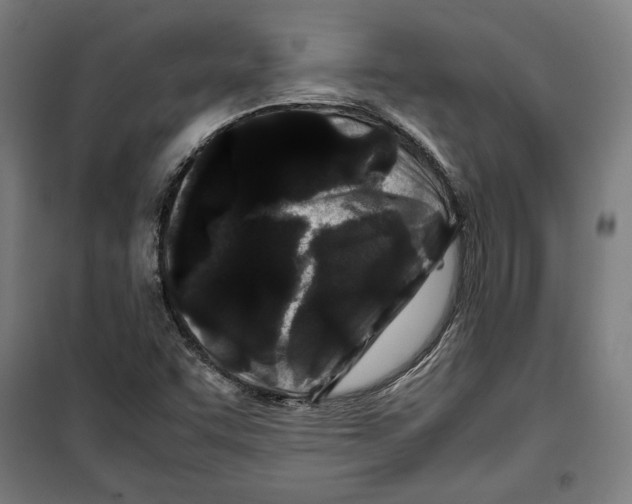 X0000099491455200806121341