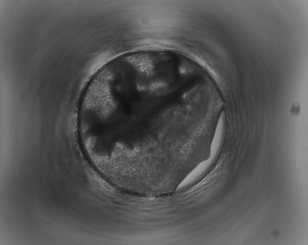 X0000099491459200806121341