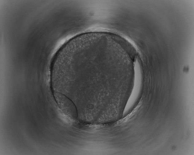 X0000099491461200806121341